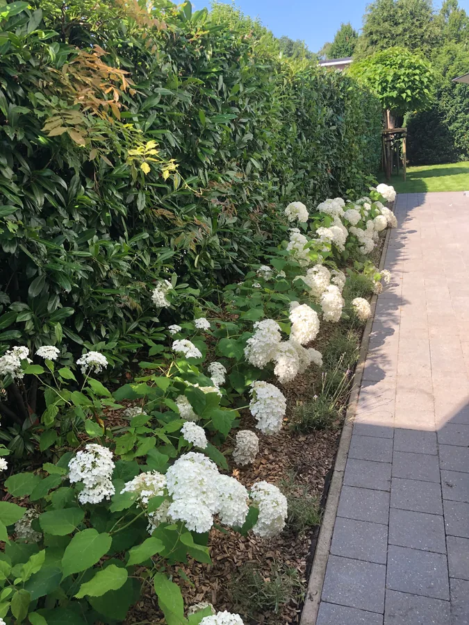 Border met witte hortensia’s langs een pad
