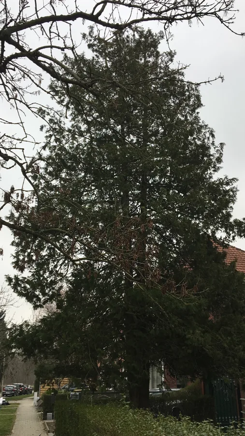 Boomzorg, foto 1