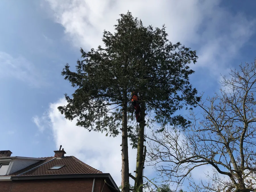 Boomzorg, foto 10