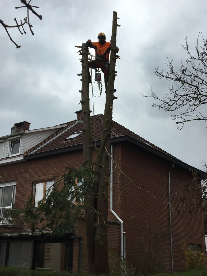 Boomverzorger hoog in een boom bij een woning