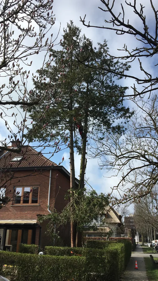 Boomzorg, foto 3
