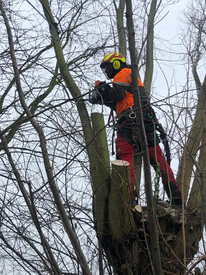 Boomverzorger met kettingzaag in een boom