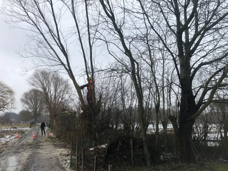 Boomzorg, foto 5