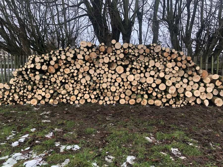 Boomzorg, foto 7