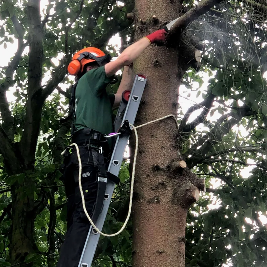 Pieter aan het werk in een boom